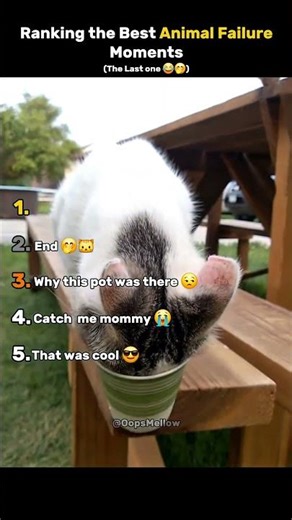Top 5 Best Animal Failure Moments 😂🐾 | Epic Oops! | #shorts