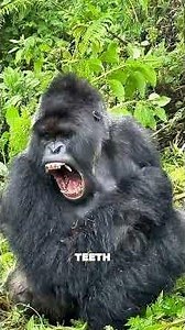 The Eastern Gorilla Strongest Gorilla Species #gorilla #shorts