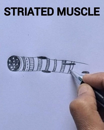 How to draw striated muscle easily/striated muscle easy drawing / class 9 biology diagram