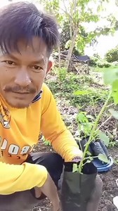 1.1K views · 24 reactions | Farmer tatay ... Papaya Farmer ... | Eric Repizo | Facebook