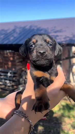 jagdterrierpuppies German Jagd Terrier puppies avallable for adoption! *: Some of these little hunters are not tully vaccinated yet, but we also have German Jagd Terriers updated with shots and ready for loving homes immediately. We have several litters - some from the best working and family lines - so you’re welcome to take part in the selection process and arrange a meeting or delivery if you’re within driving distance. They have excellent temperaments, high intelligence, and make great compa
