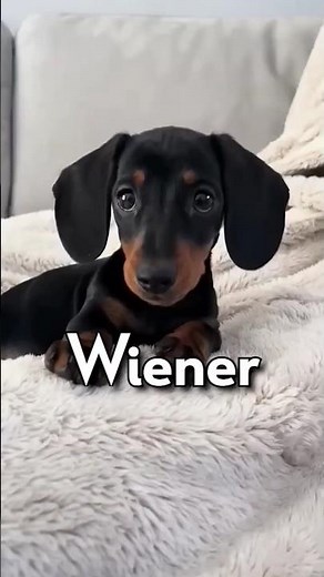 Wiener Dog Song #wienerdog #viral #dachshund #memes #dog