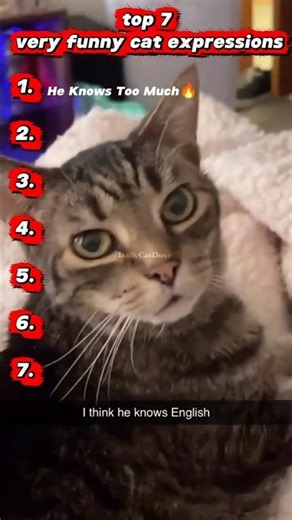 POV: You’re living with 7 different personalities (in cat form🐱😂 #cat #catshorts #funnycats #shorts