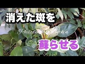 [裏技]フィロデンドロン・バーキンの斑をしっかり入れたい時