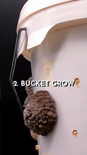 4 ways to grow mushrooms at home | Urban Farming