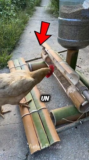 Invenție genială pentru găini! 🐔💡