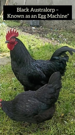Unbelievable Egg Production! Black Australorp Chicken 😱