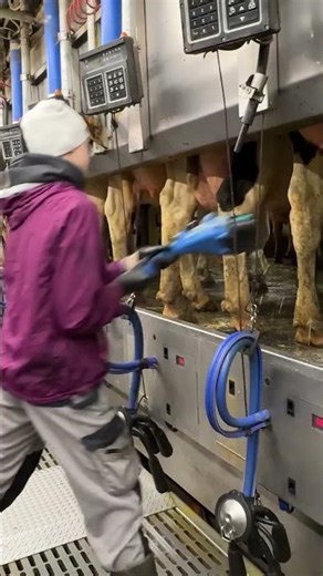 🐄✨ Hard Farm Life: Pretty Girls and Their 24/7 Endless Routine