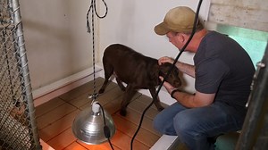 3.2K views · 39 reactions | Join Jeff Fuller of Soggy Acres Retrievers to learn about the pregnancy cycle for a Labrador Retriever! All dogs......All the time. Everyone Deserves a Soggy Dog! | Soggy Acres Retrievers | Facebook