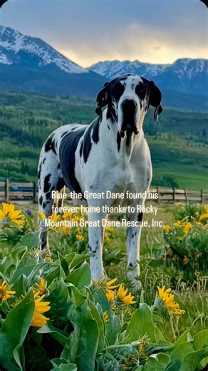 Blue the Great Dane was surrendered to Rocky Mountain Great Dane Rescue, Inc. through no fault of his own. Thanks to volunteers and donations, Blue found his way to his forever family in the Colorado Rocky Mountains. Beautiful soul and beautiful life, Blue! Enjoy those summer wildflowers. #adoptdontshop #rescuedog #rockymountaingreatdanerescue #greatdanelove #fosterneeded #rmgdri #doglovers #foreverhome #greatdane #thefriendmovie #colorado #utah #nebraska Iowa #kansas #montana #wyoming #idaho #n