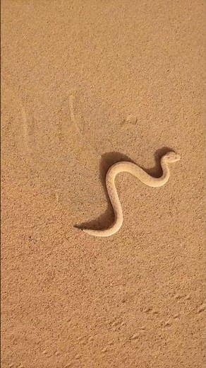 Sahara sand viper sidewinds across dunes then stops ready to attack