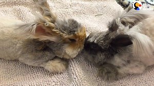 This rabbit is so excited — because he got a girlfriend 😍 | The Dodo