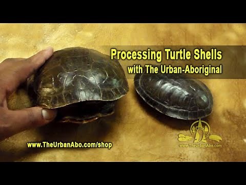 Processing Turtle Shells w/ The Urban-Aboriginal