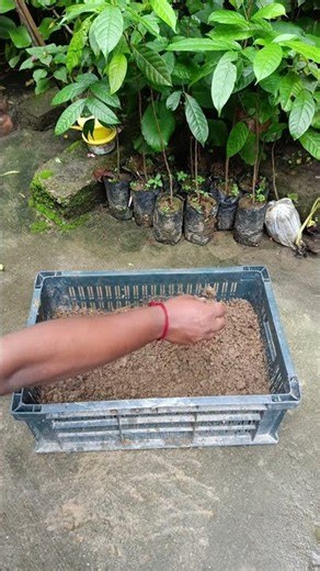 🌱 The easiest way to germinate flower seeds—simple, fast, and beginner-friendly! 🌸