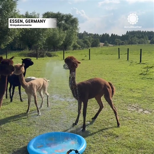 93K views · 1.1K reactions | Splish, splash, alpacas have a summer bash! 蓮 | AccuWeather | Facebook
