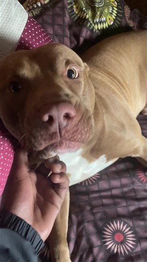 Understanding Pitbulls: A Comprehensive Guide