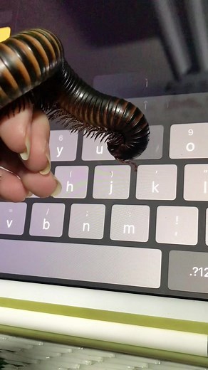 Giant African Millipede Typing Video