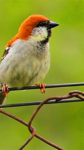 6.2K views · 156 reactions | Russet sparrow 殺殺 The Russet Sparrow,...