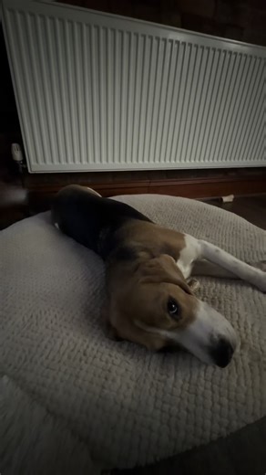 Adorable Beagle with Helicopter Tail