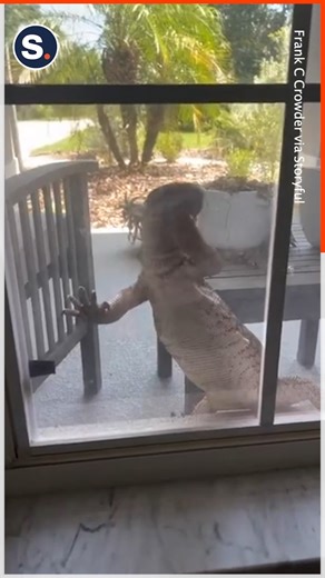 55K views · 1.2K reactions | A family received a shock after noticing a monitor lizard climbing their porch window in Apopka, Florida. | storyful | Facebook