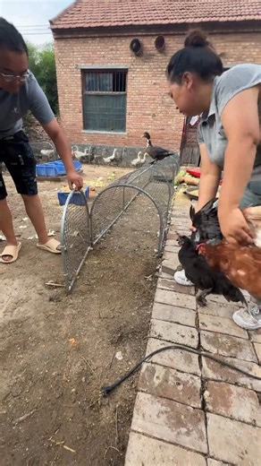 Backyard Poultry Farming with a Foldable Chicken Cage #Chicken Farming #Poultry Farming #chicken