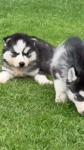 #shorts #animals #dogs #viralvideo #animalshorts