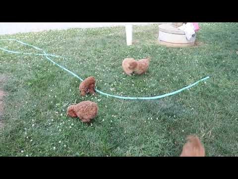 Cockapoo Puppies For Sale