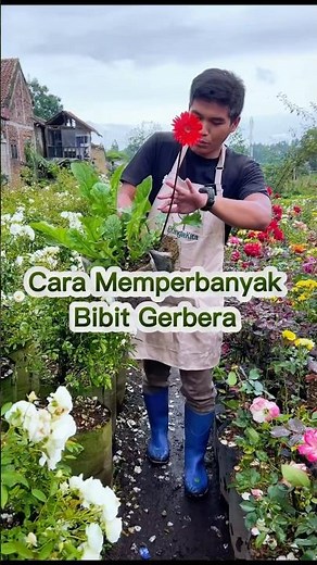 Cara Memperbanyak Bibit Bunga Gerbera