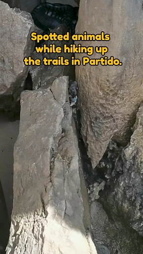 18K views · 311 reactions | ✨Spotted animals while hiking up the trails in Partido!✨ P.S. Please note that no animals were harmed during the filming of this video. #LetsGoPartidoPlus #PartidoFeatures #GalaNiCon | Let's Go, Partido+ | Facebook