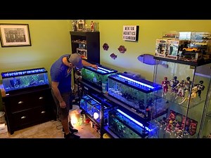 *RARE* BREEDING FISH ROOM TOUR - Wild Type Livebearers