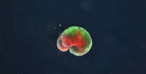 Xenobots: fabrican los primeros "robots vivientes"