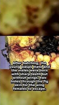 Part 1/2: The Disturbing Way Figs Are Actually Pollinated #shorts
