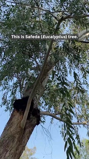 170K views · 3.5K reactions | No tree species is bad or evil. Yes, some have a better effect on their local ecosystem than others. But no species is evil. #trees #plants #eucalyptus | Peepal Baba | Facebook