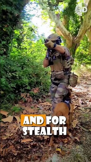 How Much Does It Really Cost to Train a Military Dog?