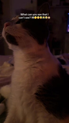 What’s there Merlin?? 😅