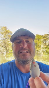 Frog Factory Sonic Boom Frog is now available! This is a frog you’ll want to add to your frog box. #cajunbabyfishing | Cliff Crochet