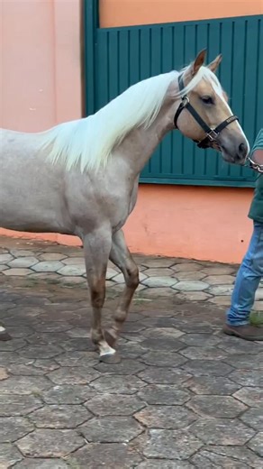FILHO DE ONE TIME PEPTO COM A JN SHINING VEGAS (SHINING SPARK X APACHE R HALI). ESSE É, ONE TIME APACHE 4M, UM PROJETO RANCHEIRO! #EuSouRancheiro #DelRancho #quartodemilha #quarterhorse #aqha | Rancho Promissão