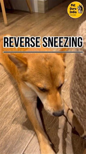 Pet Guru india on Instagram: "How do you treat reverse sneezing in dogs? 🐕 Dog reverse sneezing Dog reverse breathing Dog reverse sneezing treatment ? #petguruindia #dogreversesneezing #mayankupmanyeu #pet #petshop #petshoponline #labrador #rottweiler #pitbull #dog #mathuradogcenter #petshopnearme #dogfood #pedigree #petgrooming #dogsnacks #dogtraining #dogtrets #doghelpline #viralvideos #viralreels #dogsofinstagram #viral #viralvideos #viralvideo #viralreels Contact: Mayank Upmanyeu 9412728861
