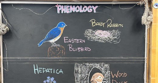 Have you felt the intimidating presence of a Sharp-shinned Hawk?