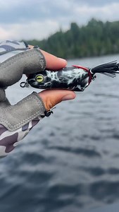 4.6K views · 674 reactions | Softest frog.. ever.. out of the box  Enough said  | Scum Frog | Facebook