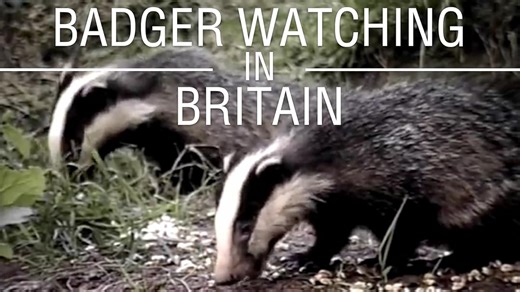Badger Watching in Britain