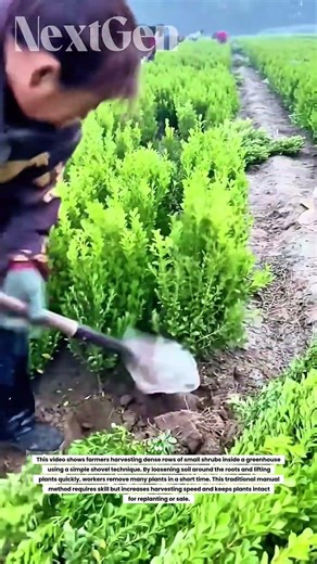 Grandma’s Secret Farming Trick? Harvesting Hundreds of Plants in Minutes!