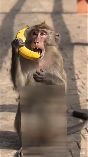 Dance on dance monkey