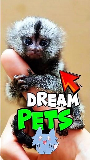 Top 5 Exotic Pets So Cute You Won’t Believe They’re Real – Part 2