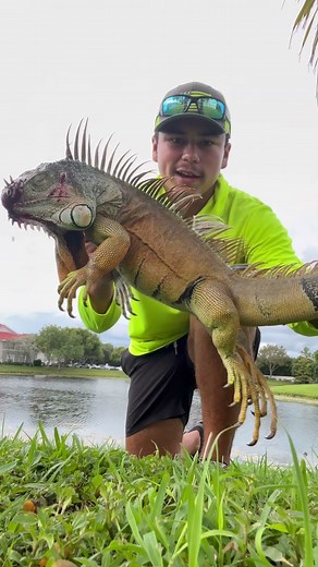 FX Iguana Removal {Shooting big Lizards in Florida} #invasivespecies #trapper #shorts