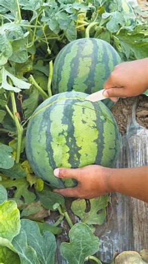 🍉 The Perfect Watermelon Test! Tap It Before You Cut It #foryou #foods #usa
