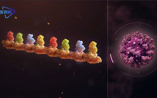 【医学3D】：mRNA疫苗的作用原理