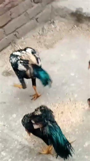 Extremely Beautiful Java Thai Cross Aseel. #aseelmurga