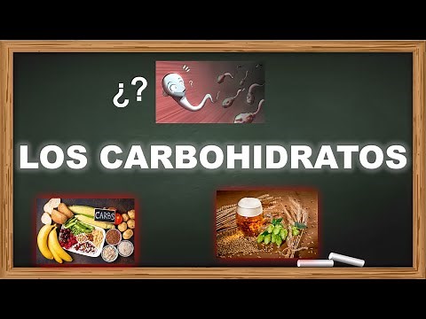 Lo Básico sobre Carbohidratos: Explicación Directa y Fácil de Entender