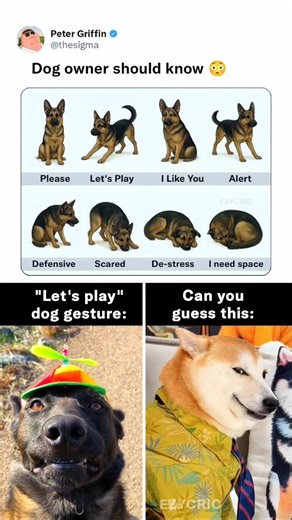 Dog gestures moment 🐶